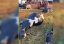 32 vacas morrem após curto-circuito em Marechal Cândido Rondon