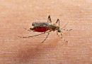 Saúde confirma primeira morte por dengue no Paraná neste período epidemiológico