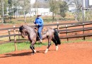 Rancho do Zanata oferece aulas de equitação para crianças e adultos