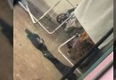 Onça-pintada é encontrada escondida em quintal de casa em Foz do Iguaçu