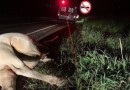 Motociclista fica ferido após atropelar vaca, na PR 281