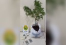 Denúncia anônima leva à prisão por posse de drogas em Dois Vizinhos