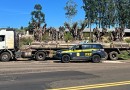 PRF apreende cinco oliveiras argentinas com suspeita de irregularidades em Vitorino