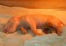 Brasil cria 1º porco clonado da América Latina para fornecer órgãos ao SUS
