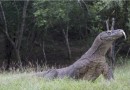 Morador encontra dragão em sua residência