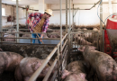 Suinocultura: ABPA prevê avanços e superação de crise setorial