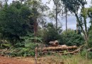 Operação do IAT contra o desmatamento no Sudoeste gera mais de R$ 2,7 milhões em multas