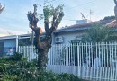 Prefeitura esclarece a forma correta para a poda de árvores
