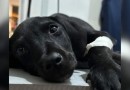 Polícia Militar prende homem por atirar contra filhote de cachorro