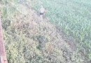 Homem é flagrado dando marteladas e abandonando cadela com câncer