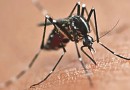 Sesa alerta para circulação de múltiplos sorotipos da dengue e reforça prevenção no Paraná