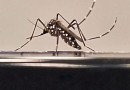 Saúde amplia investimento em tecnologia para combate ao Aedes aegypti e espera fornecer vacina nacional contra dengue em 2026