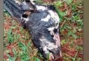 Carcaça de vaca é encontrada em parque ambiental
