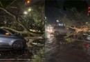 Árvore de grande porte cai sobre carro e deixa mulher ferida