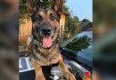 K9 Raio é afastado das operações por problemas de saúde após trajetória marcante na Polícia Civil
