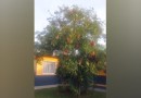 Biólogo alerta sobre Falso-Pau-Brasil, divulgado em matéria do portal em escola municipal