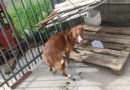 Morador do bairro Marrecas é preso por maus tratos após ser filmado agredindo cachorro