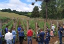 Agricultores de Beltrão conhecem produção de pepino em Santo Antonio do Sudoeste