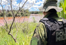 PMPR resgata 216 animais e interrompe desmatamento ilegal de 159 hectares em junho