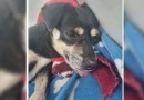 MPSC denuncia mulher por enterrar cachorrinha prenhe viva em Joinville