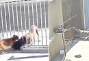 Cão da raça pitbull foge de casa e ataca cães que estavam dentro de outra casa, pelo vão do portão, no PR