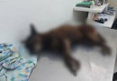 Laudo veterinário aponta lesões graves no cão Orelha