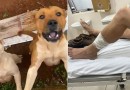 Homem sofre ferimentos graves ao ser atacado por cães pit bull; tutor deverá responder por omissão