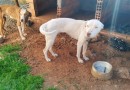 Polícia Civil resgata cães que sofriam maus-tratos