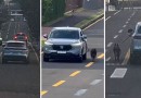 Motorista dirige carro com cachorro preso do lado de fora pela coleira
