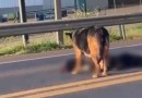 Cadela chora e se recusa a deixar ‘aumigo’ morto atropelado na BR-282