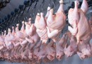 Mais um frigorífico do Paraná é habilitado para exportar frango halal para a Malásia