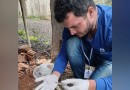Agentes vão mapear infestação do Aedes aegypti nos bairros