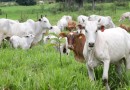 Prazo para atualização obrigatória de rebanhos começa em 1º de maio no Paraná