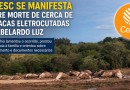 Companhia elétrica de Santa Catarina se manifesta sobre caso de animais mortos
