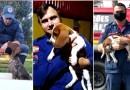 Corpo de Bombeiros Militar de SC tem duas novas raças de cães em treinamento e mais um filhote de labrador
