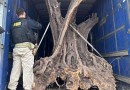 PRF apreende oliveiras contrabandeadas no Paraná