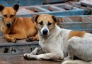 Não proteger animais do frio é considerado maus tratos e cabe denúncia