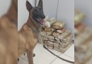BPFRON Apreende 43,3 Kg de Maconha em Realeza