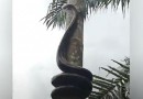 Vídeo: Moradores ficam apavorados após flagra cobra gigante escalando árvore