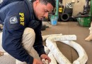 PRF apreende 3,2 mil ampolas de medicamentos para emagrecimento escondidas em pneus de carro no Paraná