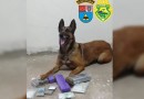 Ação conjunta resulta em prisões e apreensão de entorpecentes
