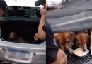 Trio é preso por maus-tratos a cães de caça e porte ilegal de arma no Paraná