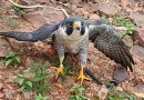 Falcão peregrino ferido que percorreu 7,3 mil quilômetros desde os EUA é resgatado