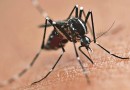 Com a circulação do sorotipo 3 do vírus da dengue, Paraná alerta para casos e cuidados