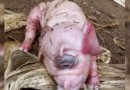 Porco mutante nasce em SC com apenas um olho gigante e sem nariz