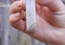 Alerta: Paraná registra mais 187 casos de dengue em uma semana