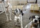 Câmara aprova projeto que proíbe uso de animais vivos em testes para cosméticos e produtos de higiene