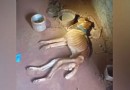 Tutor é preso após cachorro ser encontrado em situação de maus-tratos; animal morreu horas após o resgate