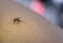 Infecções por Aedes aegypti elevam risco de complicações no parto