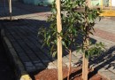 Urbanismo executa Plano de Arborização em SMO